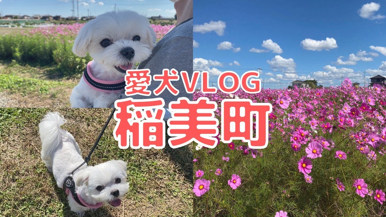 【犬vlog】愛犬と稲美町のコスモス畑をお散歩