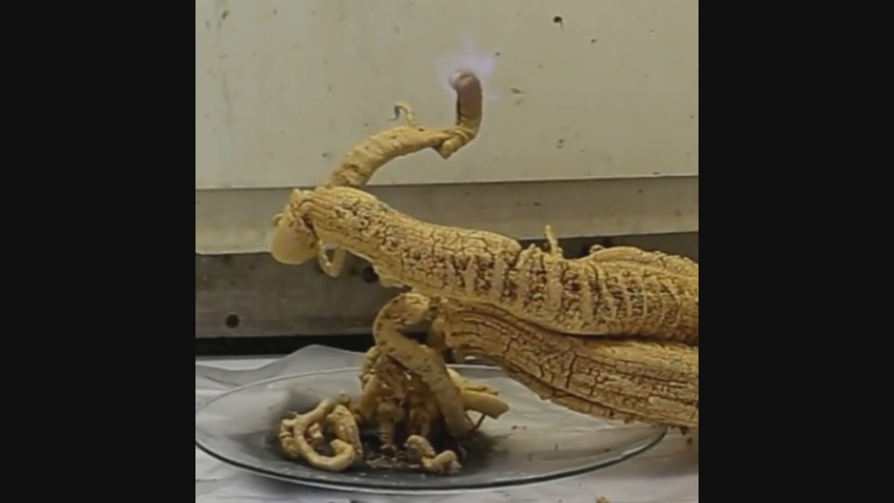 The Most Satiysfying Video In The World | Oddly Satisfying Video CompWorld #1 2016