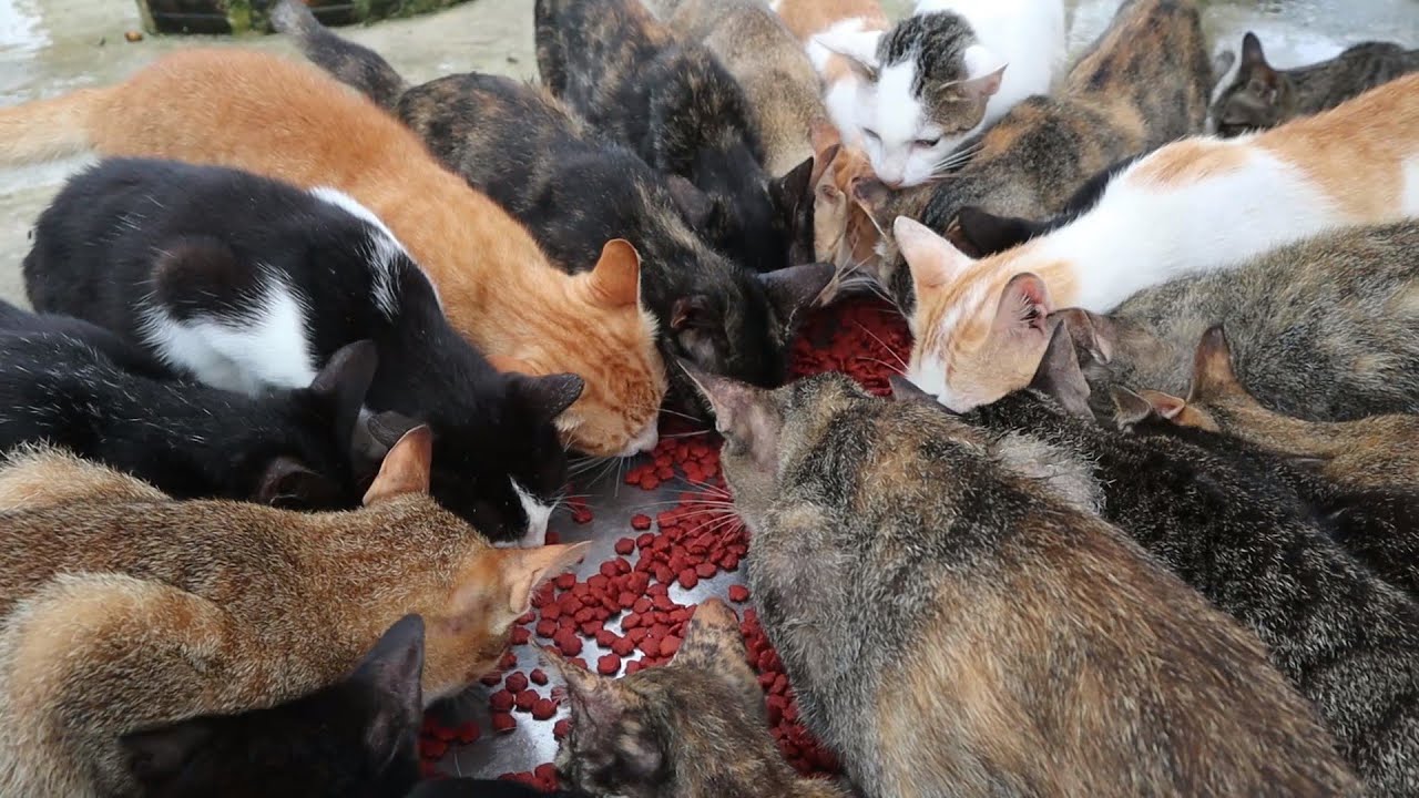 Feed Hungry Cats at my home - The Gohan Dog And Cats