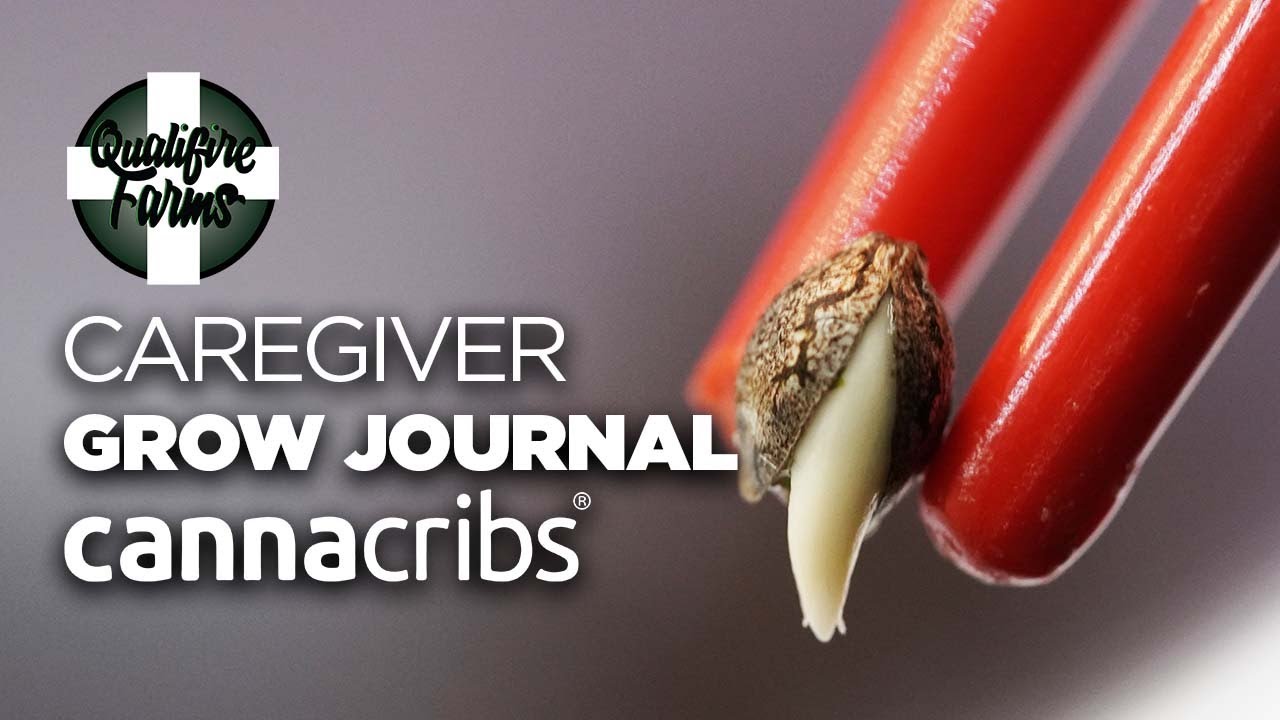 Cannabis Caregiver Germination - Qualifire Farms Grow Journal - Canna Cribs
