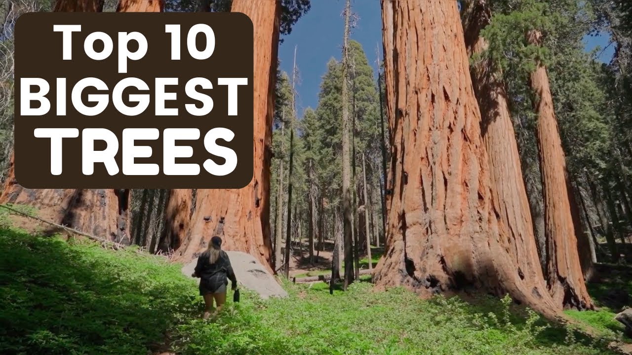 Have you ever seen these LARGEST TREES OF EUROPE?! | It's really amazing!