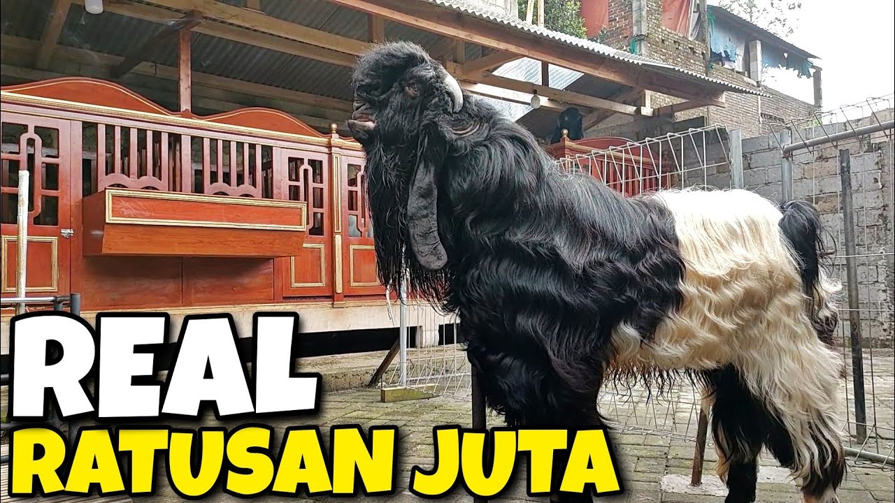 GARENG  KAMBING TERMAHAL DI TEMANGGUNG