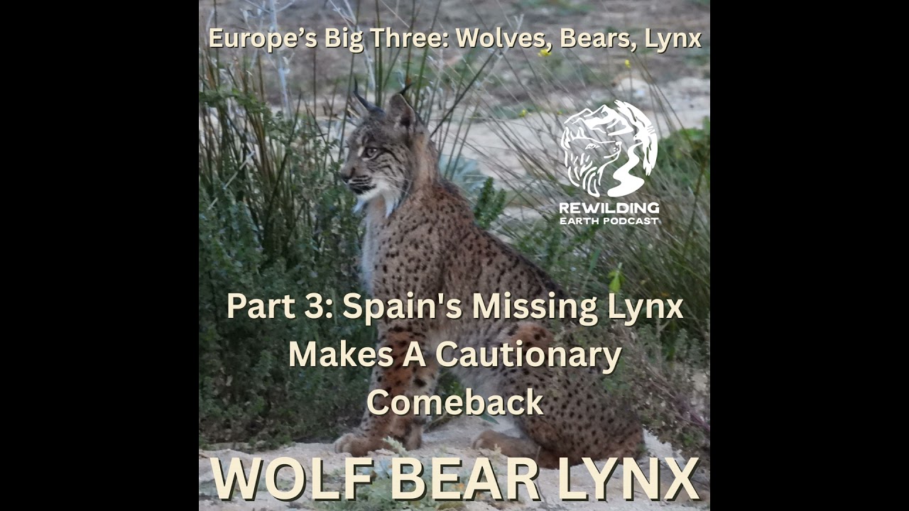 Episode 160: Europe’s Big Three – Wolves, Bears, Lynx. Part 3: Spain’s Missing Lynx Makes A Cauti...