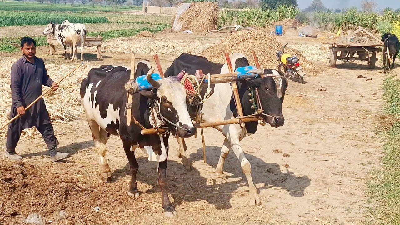 Bull powered field ploughing | Two pairs of bulls ploughing the field | Traditional and old punjab