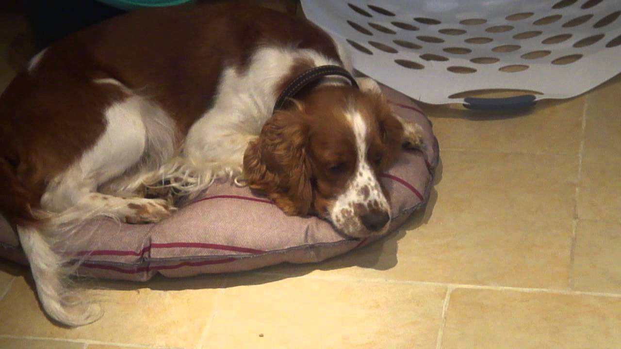 Welshies again - Pinching Mum's bed
