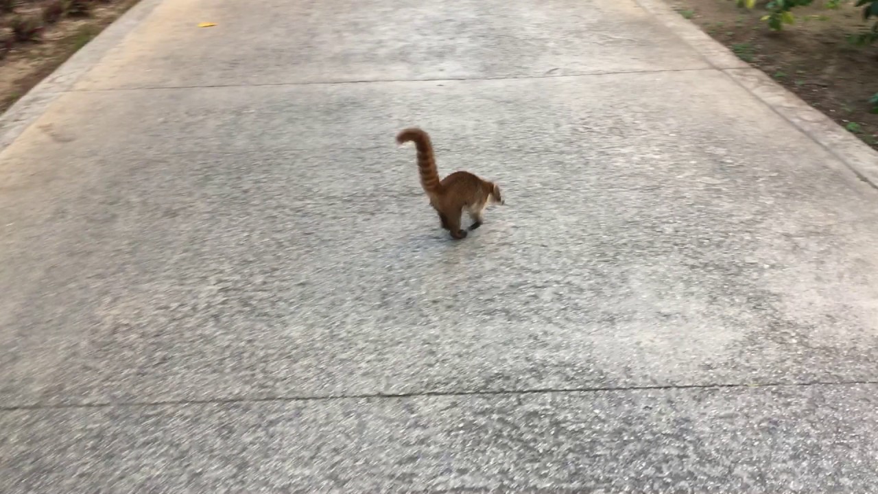 coati invasion
