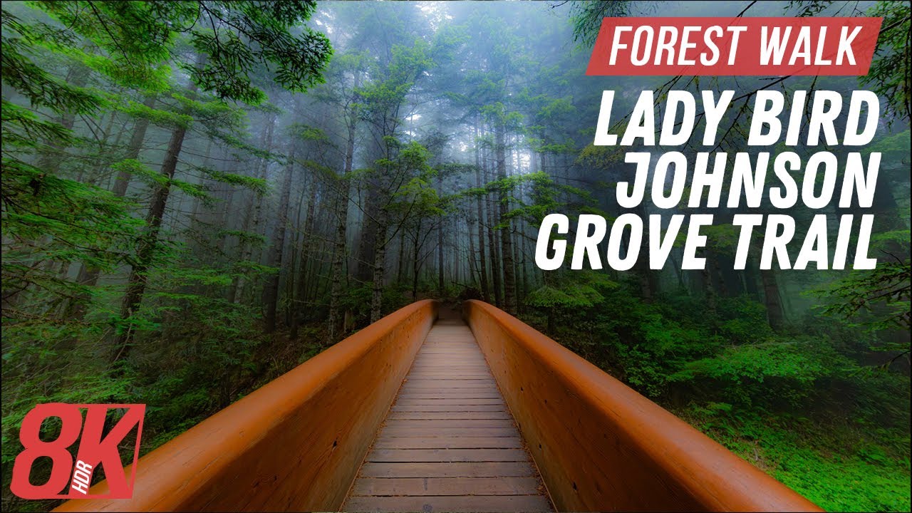 8K HDR Amazing Treadmill Walk – Foggy Redwood Forest - Lady Bird Johnson Grove Trail