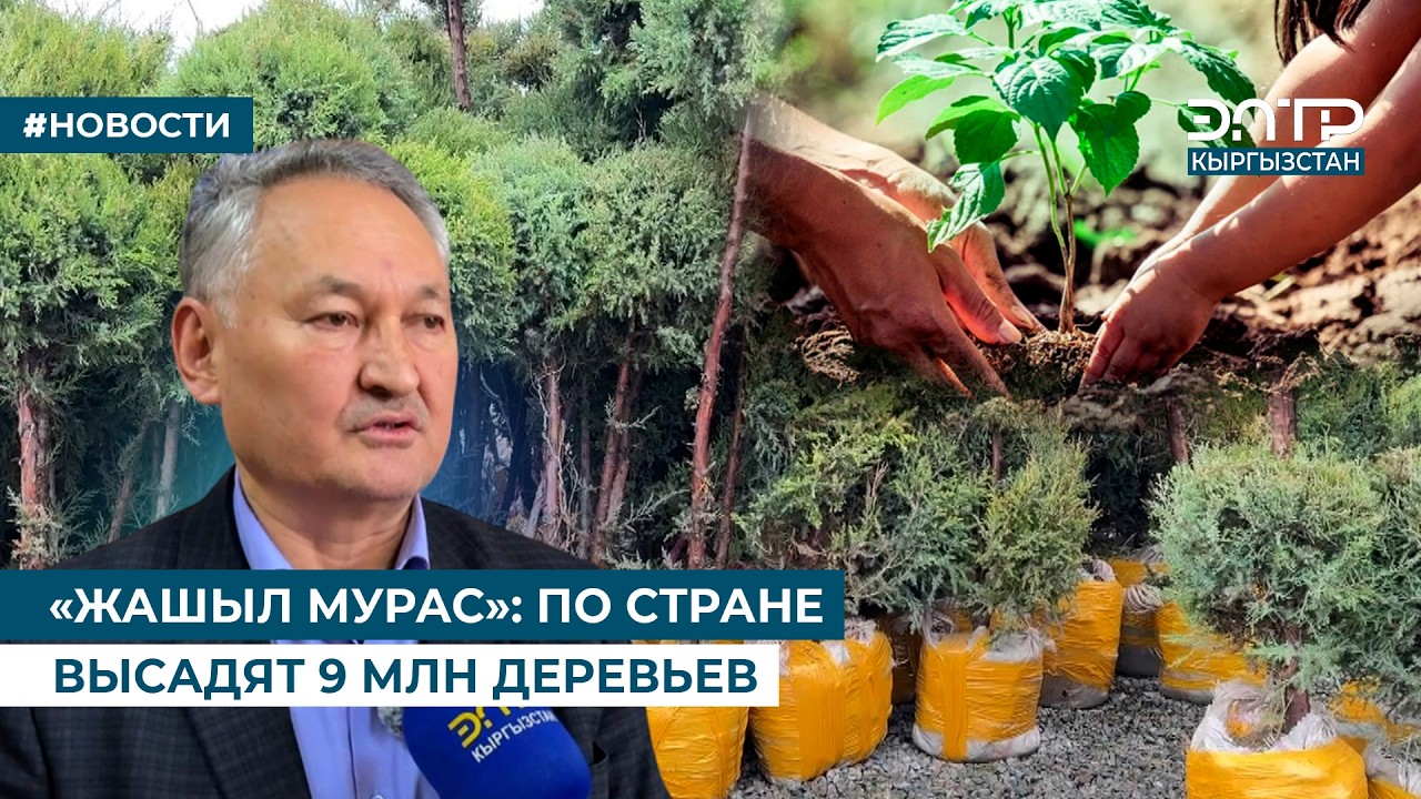 «ЖАШЫЛ МУРАС»: ПО СТРАНЕ ВЫСАДЯТ 9 МЛН ДЕРЕВЬЕВ