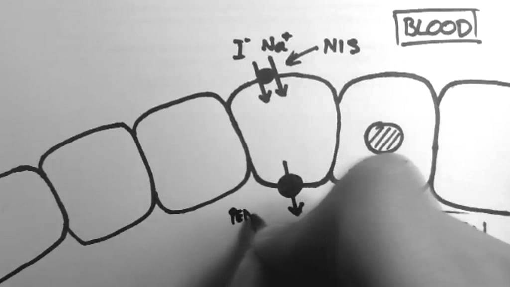 Thyroid Hormone Production