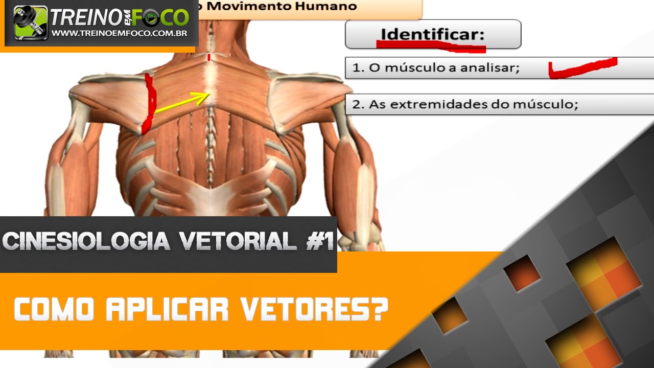 Como aplicar vetores em Cinesiologia? - Cinesiologia Vetorial #1