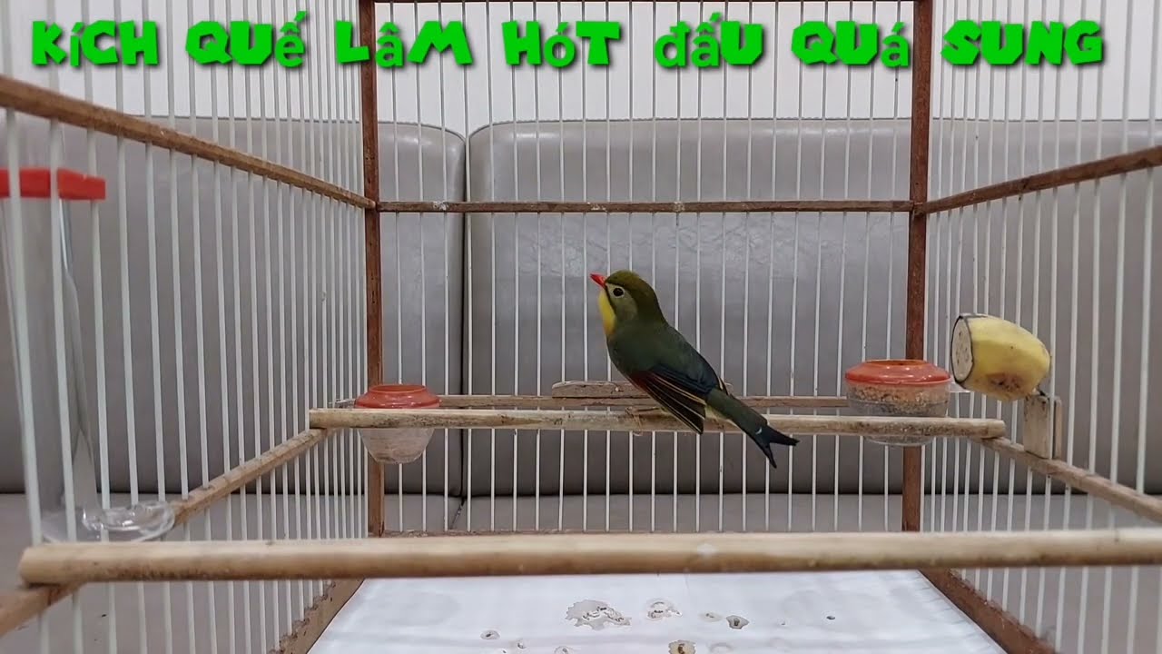 Quế lâm hót hay đấu bổi hót giọng dài - kích trống hót đấu luyện quế lâm hót giọng dài.