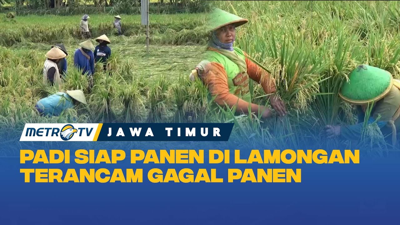 Ratusan Hektar Tanaman Padi Roboh dan Terendam Air