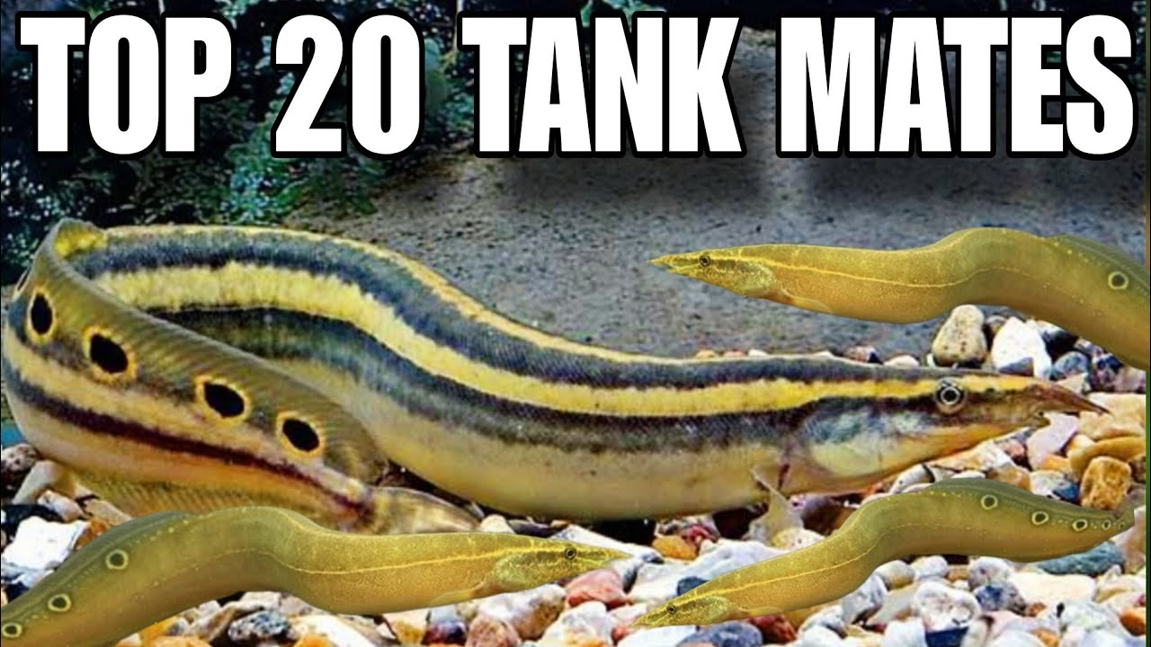 Top 20 Tank Mates For Peacock Eel Fish | Spiny Eel | Peacock Eel