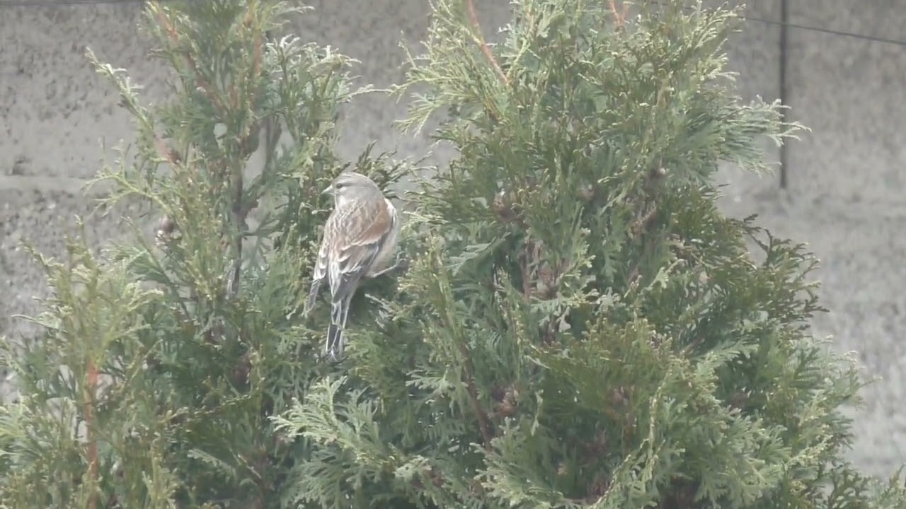 ловля репелов на местах ночевки.pardillo repeler la pesca.linnet repelir pesca.اصطياد الطيور
