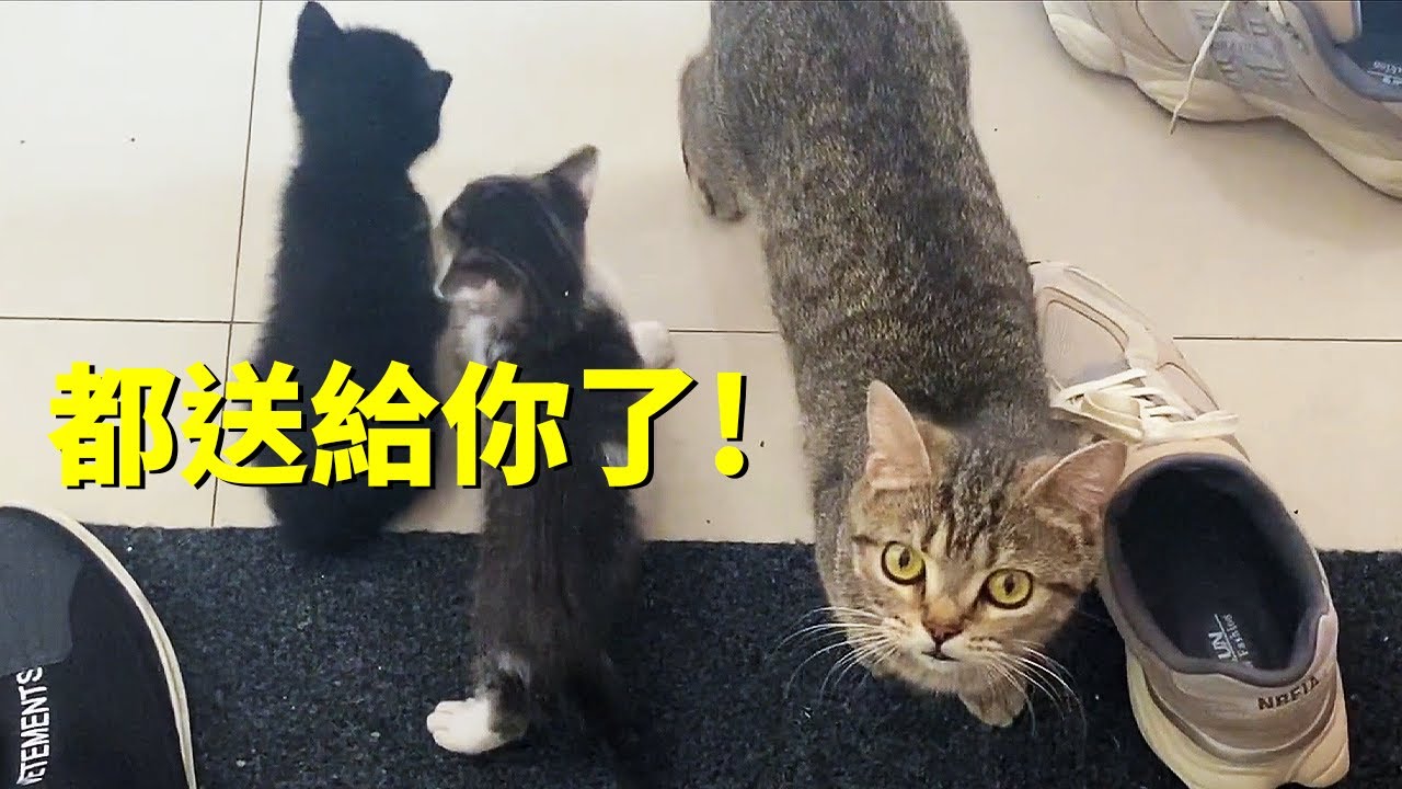 得到了貓咪的信任後，她居然叼來了4個崽崽！