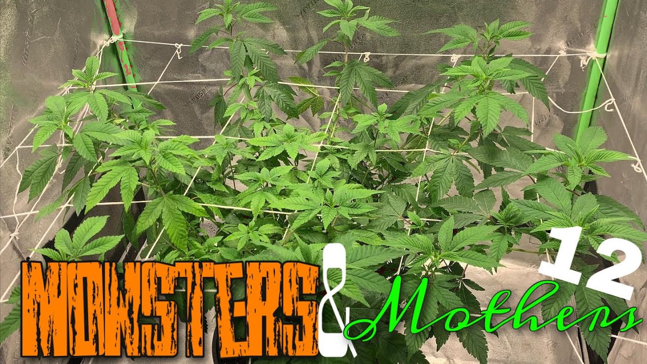Monsters & Mothers 12, Spider Farmer SF 1000-D 3 month Review, LST Update Caught a big problem early
