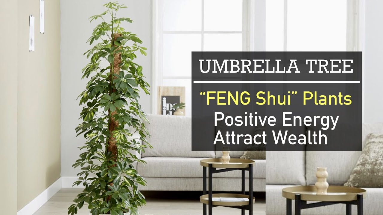 Lucky Plant Umbrella Tree : Repotting of Schefflera + Interesting Plant FACTS