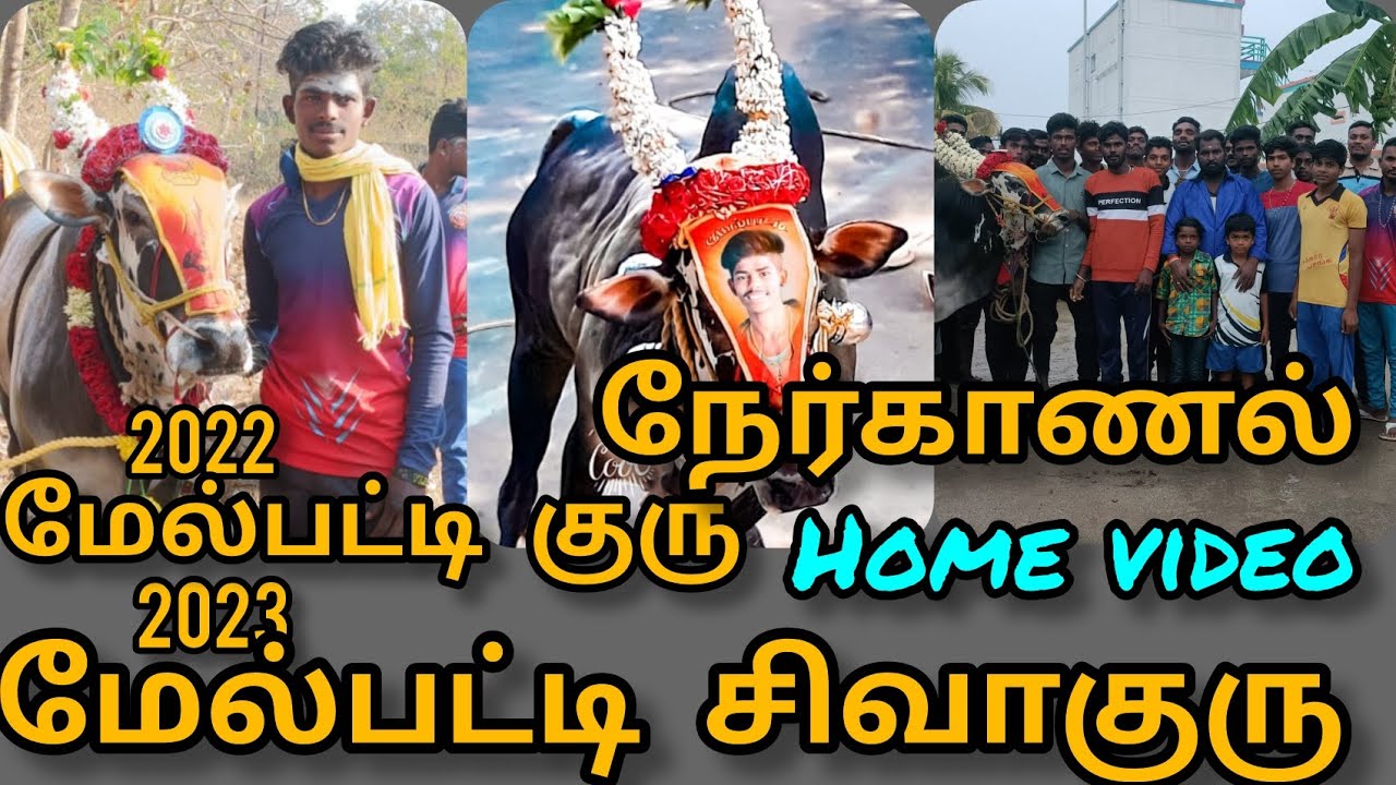 மேல்பட்டி குரு நேர்காணல் Home video வட மாவட்டம் எருது கட்டு 2022