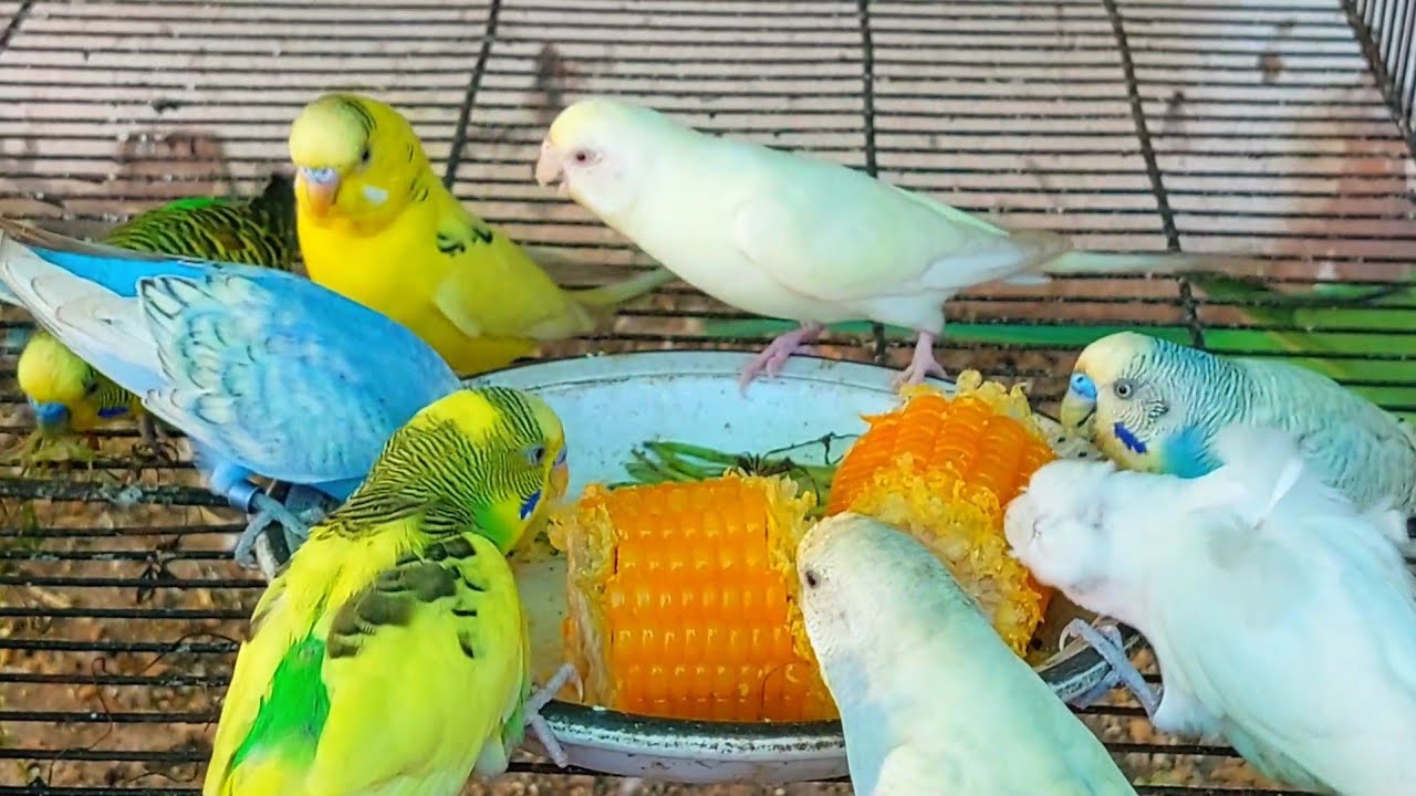 Budgies birds eating corn budgies parrot eating sounds #eating