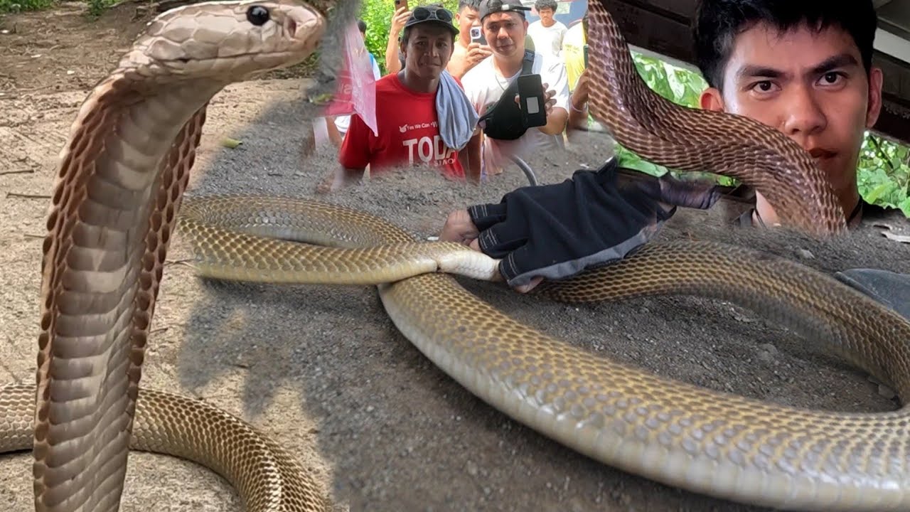 MGA APARADOR NAPINAMUGARAN NG COBRA SA PANGASINAN 