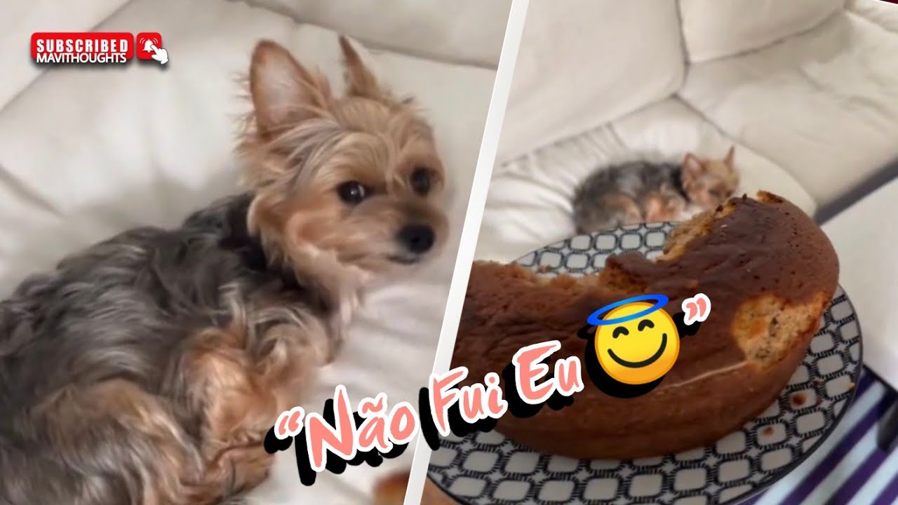 Cleide Maria e Bruna Gomes 🐕 🤩 | Brunardo 🤍 @Thoughts_of_Mavi