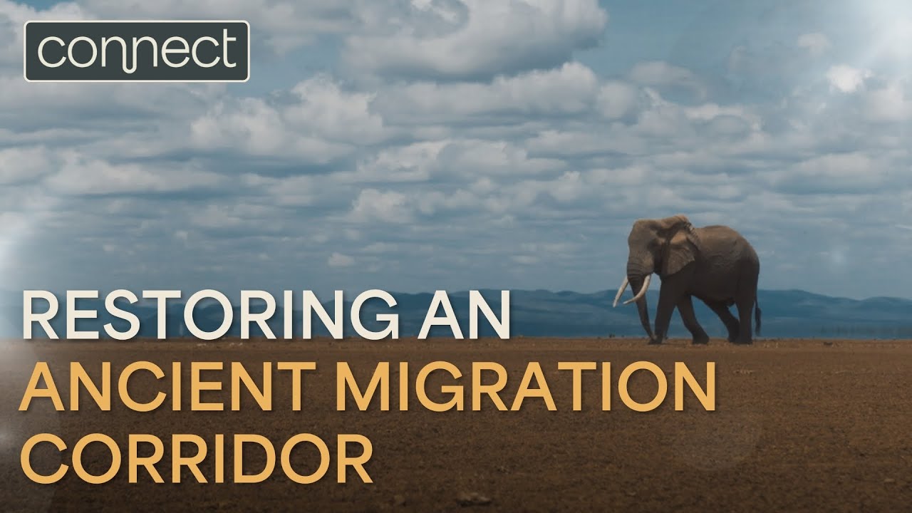 Custodians of the wilderness | Natural World | The Connect Foundation