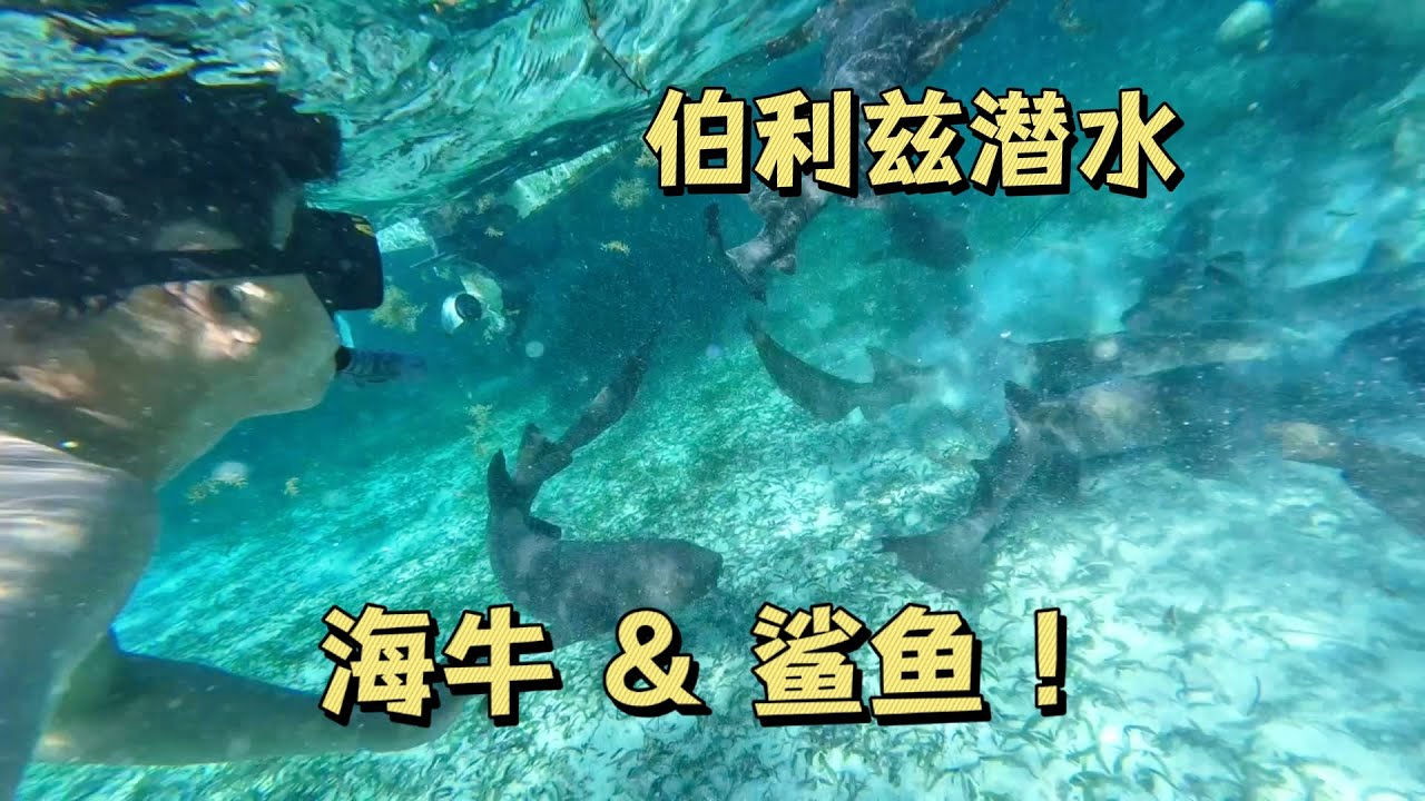 摩旅穿越美洲｜在伯利兹浮潜，我竟然把海牛和鲨鱼都看了个遍！