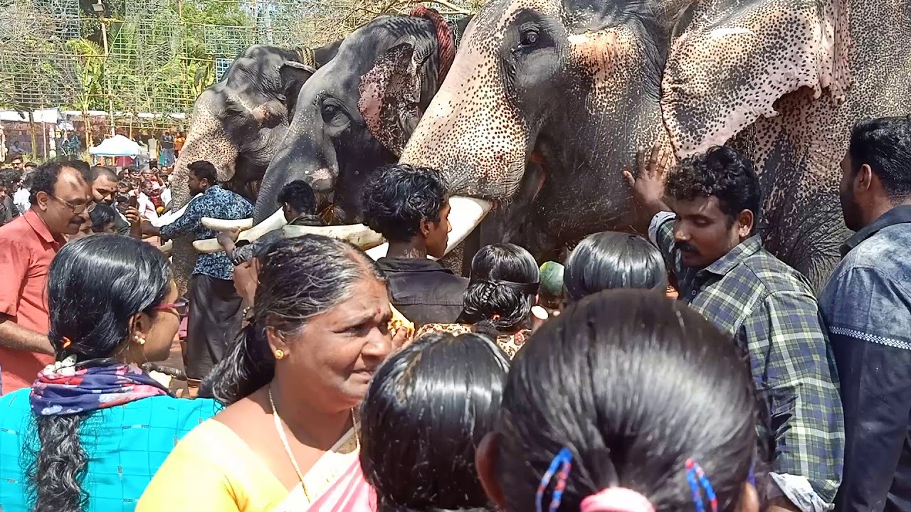 Anayoottu (Feeding Elephants)