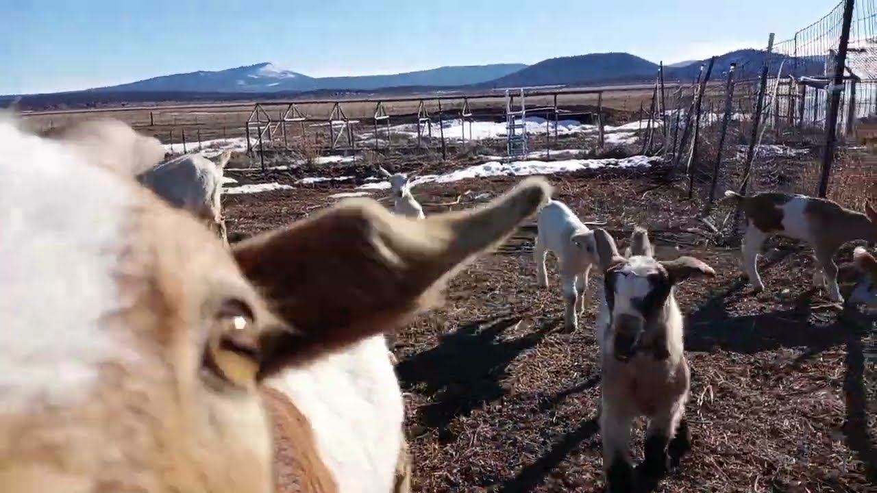 Baby goats