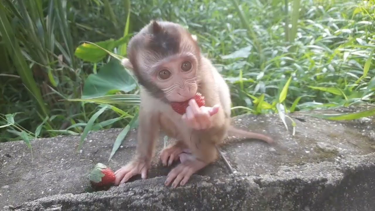 Monkey cute caca