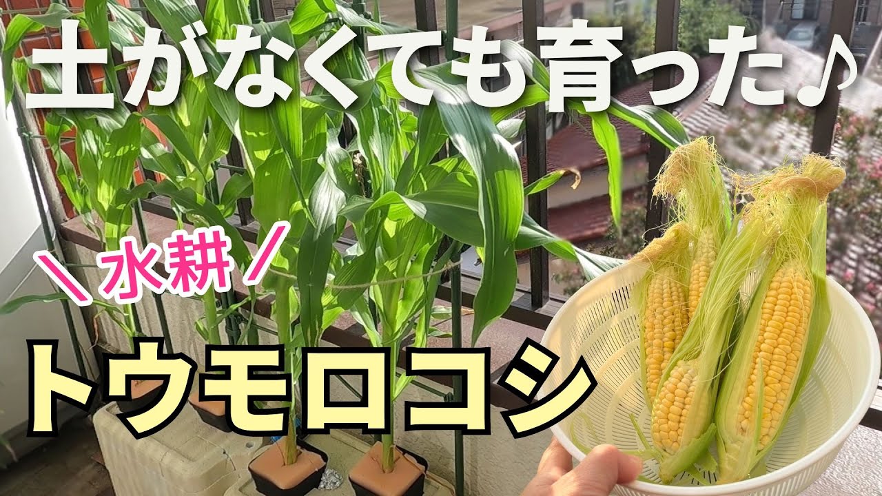 土なしで省スペース！とうもろこし水耕栽培～種まき～収穫まで～