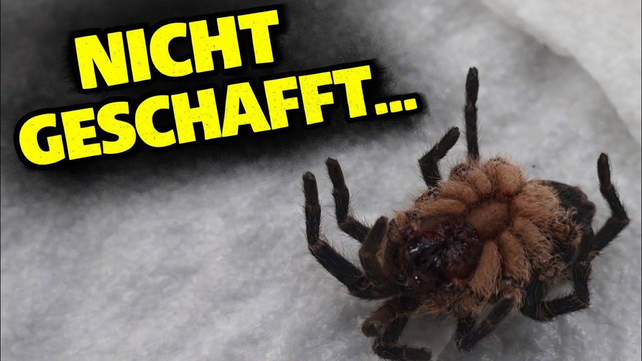 Cyriocosmus sellatus verloren – und ein weiteres Sorgenkind macht mir Kummer