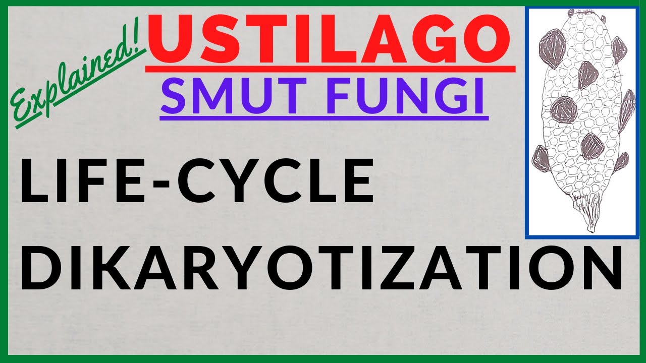 Fungus Ustilago | Smut Fungi | Smut Disease | Dikaryotization | Life Cycle Alternation of Generation