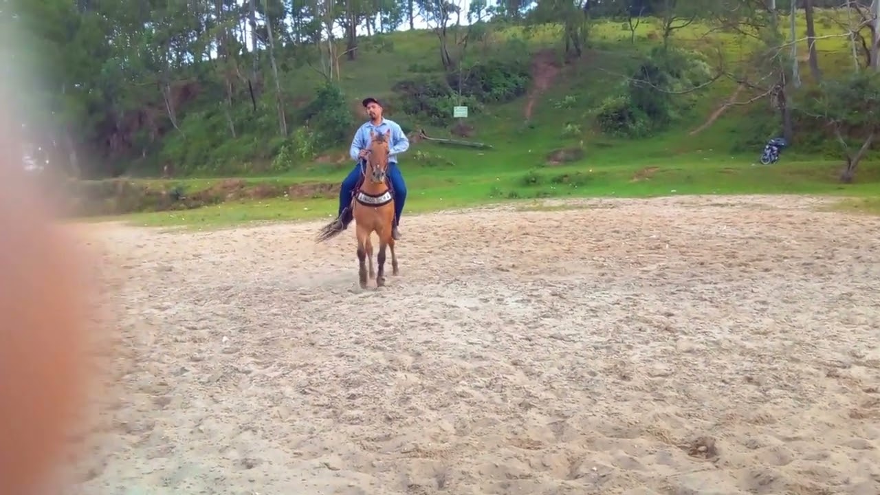 Dica para ensinar seu cavalo a ladear!