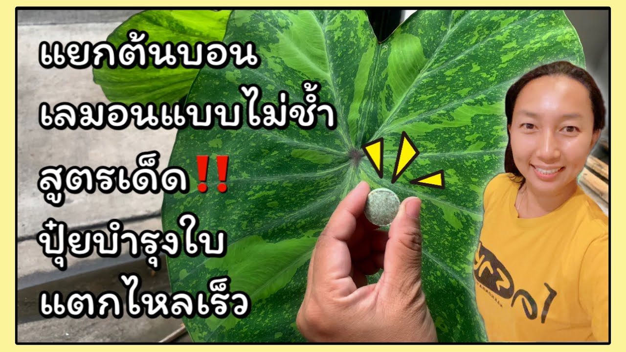 Colocasia esculenta lemon-lime gecko, วิธีแยกต้นแบบไม่ช้ำและสูตรปุ๋ยบำรุงใบ แตกไหลเร็ว | สวนอุ่นดิน
