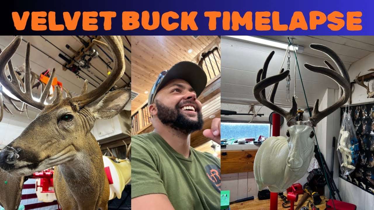 TN Velvet Buck Timelapse! 🦌#resurrectiontaxidermy #taxidermy #hunting #wildlife #nature #velvetbuck 