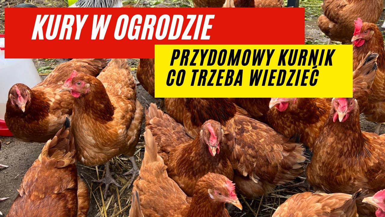 Kury w przydomowym ogrodzie. Kurnik w ogrodzie. Jajka od tzw szczęśliwych kur.