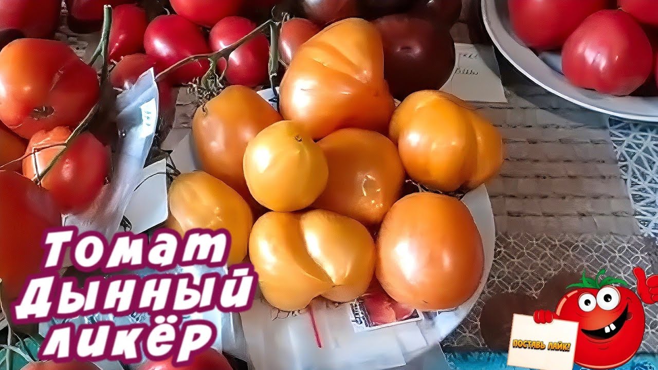 Tomato Variety Review - Melon Liqueur