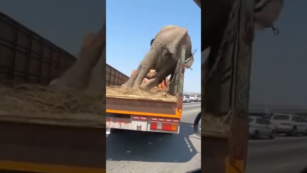 Elephant Breaks Free from Transport Truck in Daring Highway Escape to Freedom 🐘