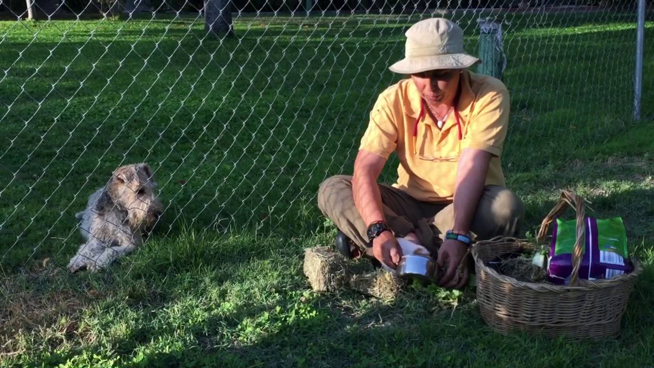 ALIMENTACIÓN DE COBAYAS - Veterinario animales exóticos