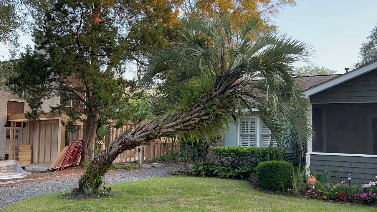 Sideways pindo and other palms on St. Simons Island, Georgia