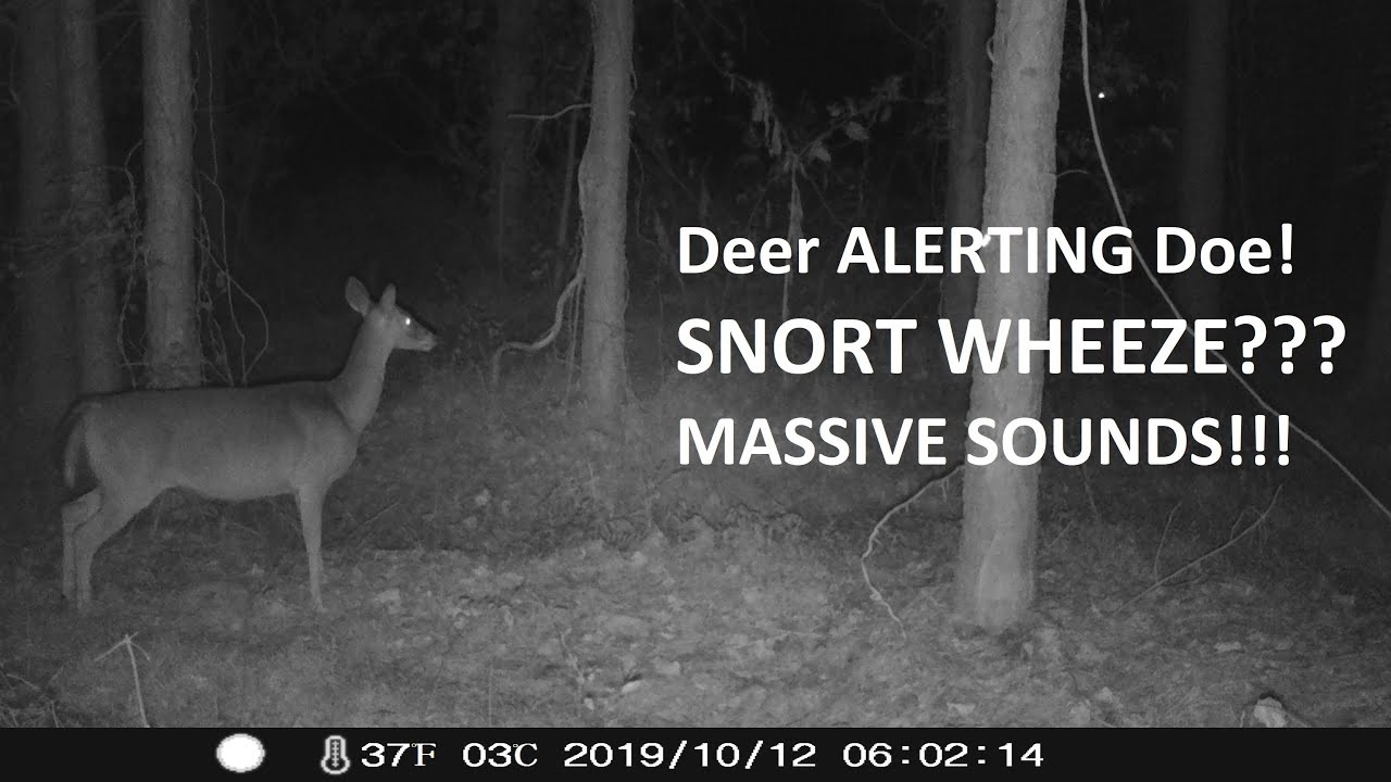 Deer Blowing or Snort Wheeze???  Massive Sounds!!!
