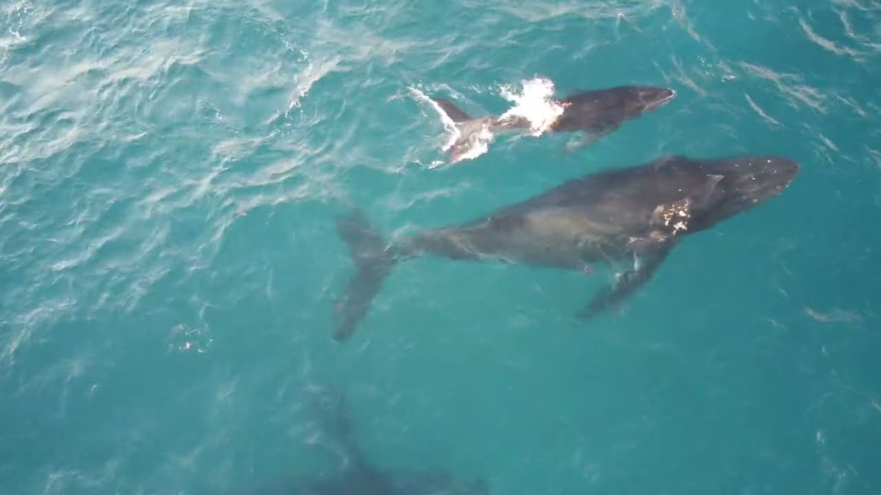 Humpbacks from a Drone