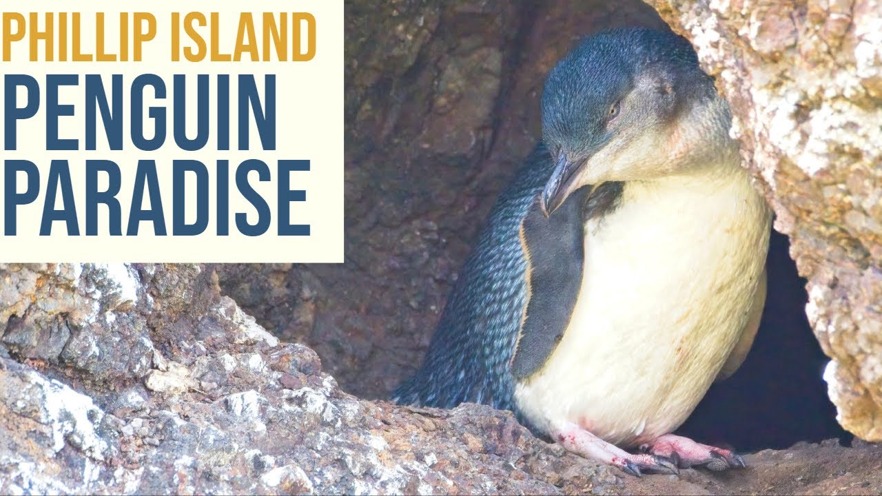 PENGUIN PARADE | their SECRET LIFE (Phillip Island Victoria Australia)