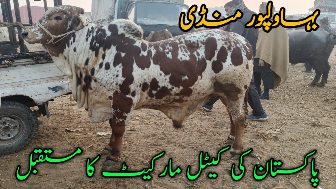 Bahawalpur Mandi: The Future of Pakistan’s Cattle Trade #bahawalpurmandi #cow#qurbani