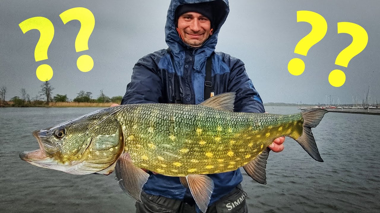 Boleń czy Szczupak?