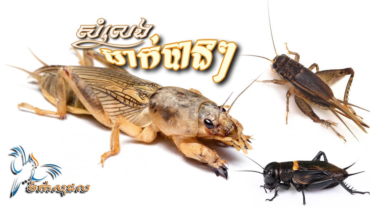 សំលេងច្បាស់ចង្រិតនិងមេខ្មុលដាក់បានៗ១០០%ដឹងថាចូលម៉ង