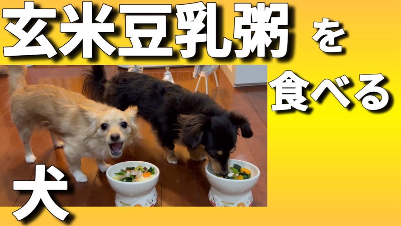 玄米豆乳粥を食べる犬/玄米っておいしいんですね[チワックスるなときなこ]