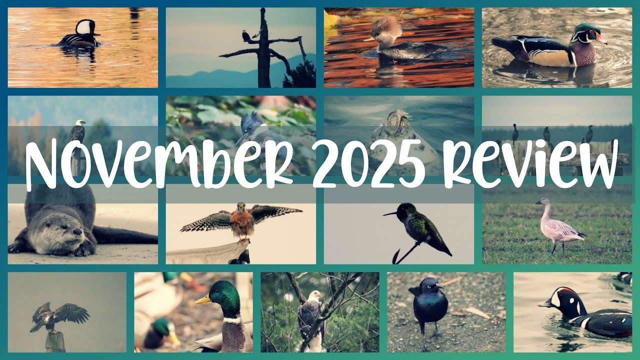 Come Wander With Me | November 2025 Highlights