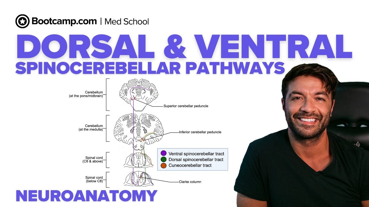 Spinocerebellar Pathways Explained | Dorsal, Ventral & Cuneocerebellar Tracts